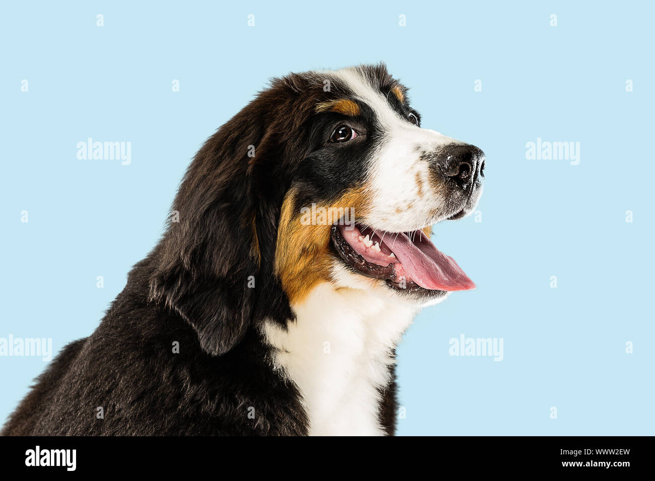 Berner sennenhund puppy posing. Cute white-braun-black doggy or pet is playing on blue background. Looks attented and playful. Studio photoshot. Concept of motion, movement, action. Negative space. Stock Photo