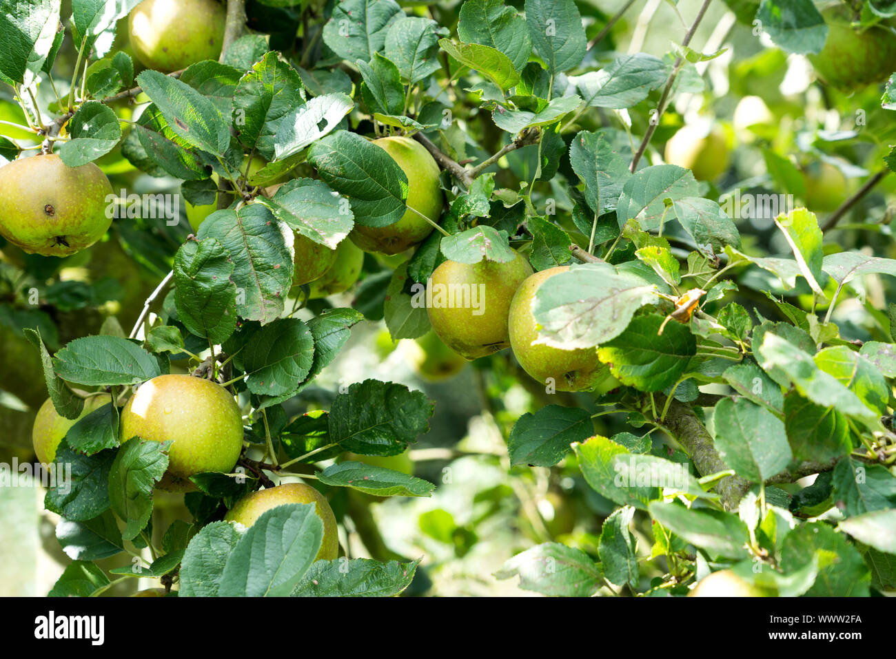 Jakob Lebel, apple, old variety, Germany, Europe Stock Photo