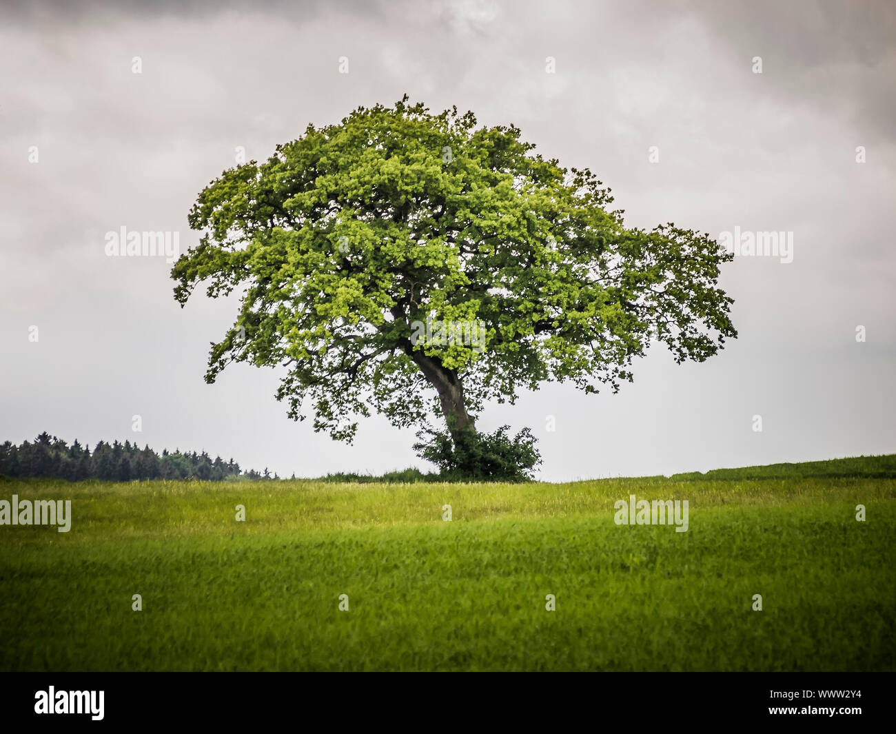 Image nice lonely tree hi-res stock photography and images - Alamy