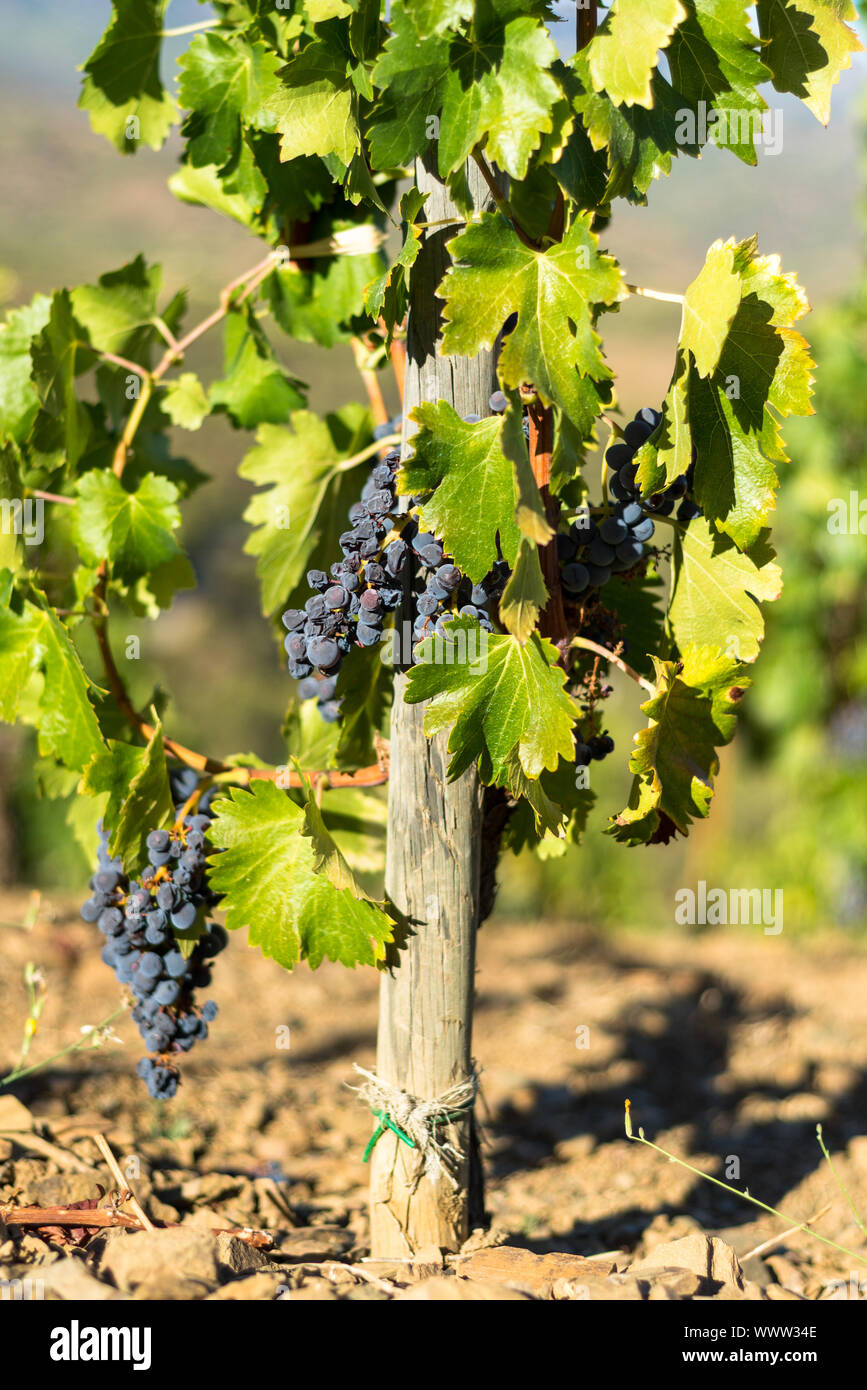 Vineyards and vine n the hills of the Montsant county, Spain Stock Photo