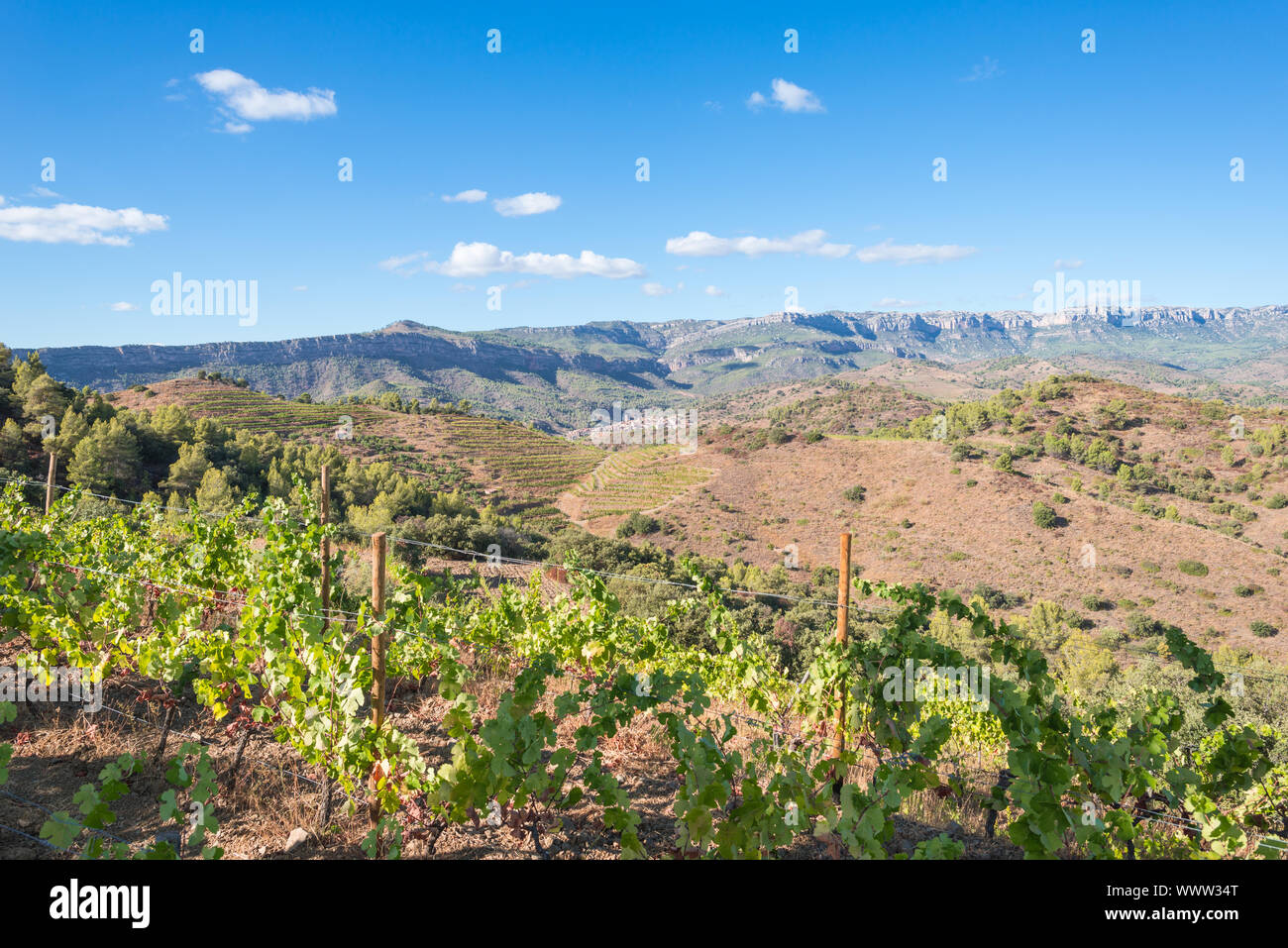Vineyards and vine n the hills of the Montsant county, Spain Stock Photo
