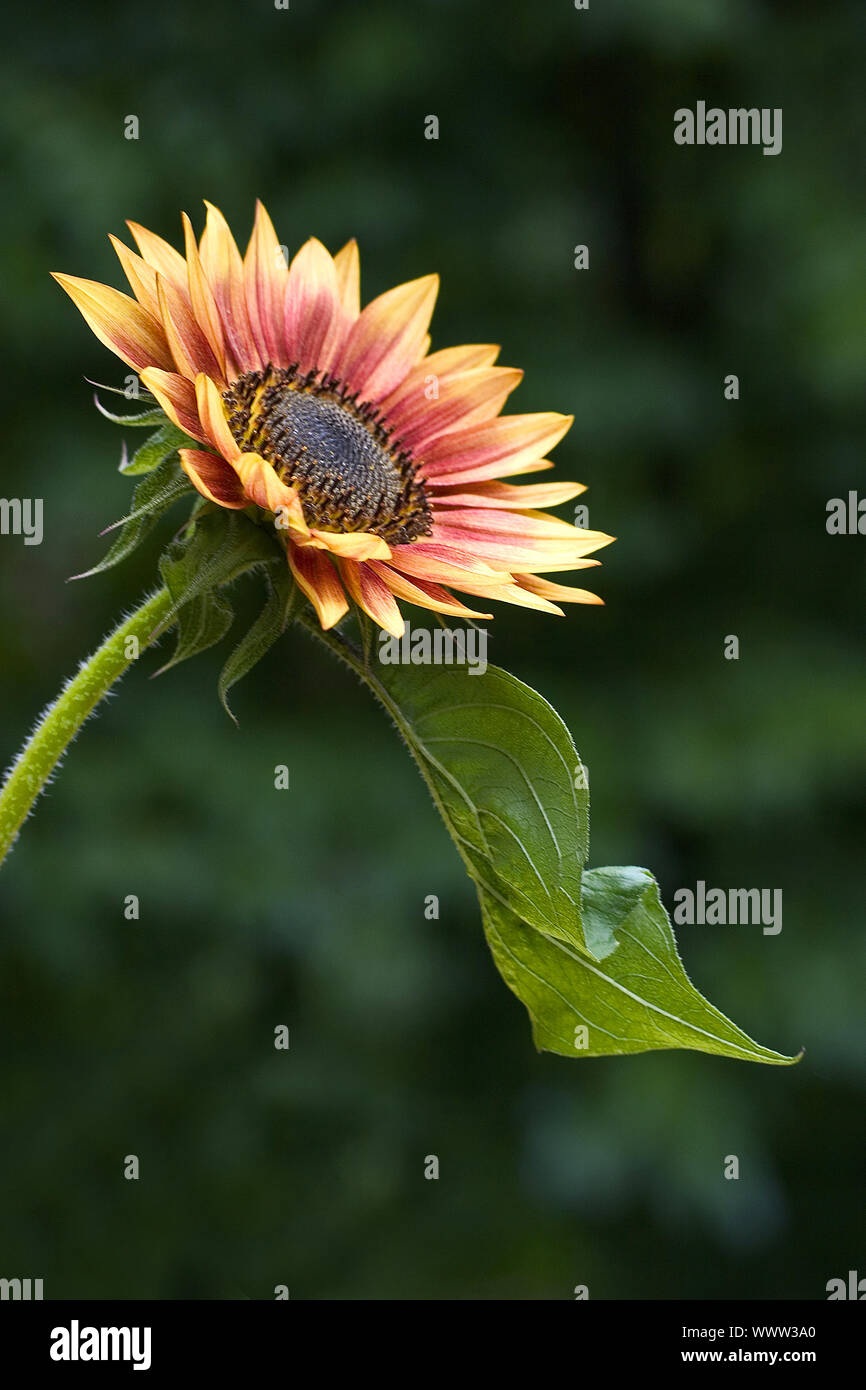 Garden Sonnenblume Hi res Stock Photography And Images Alamy garden-sonnenblume-hi-res-stock-photography-and-images-alamy