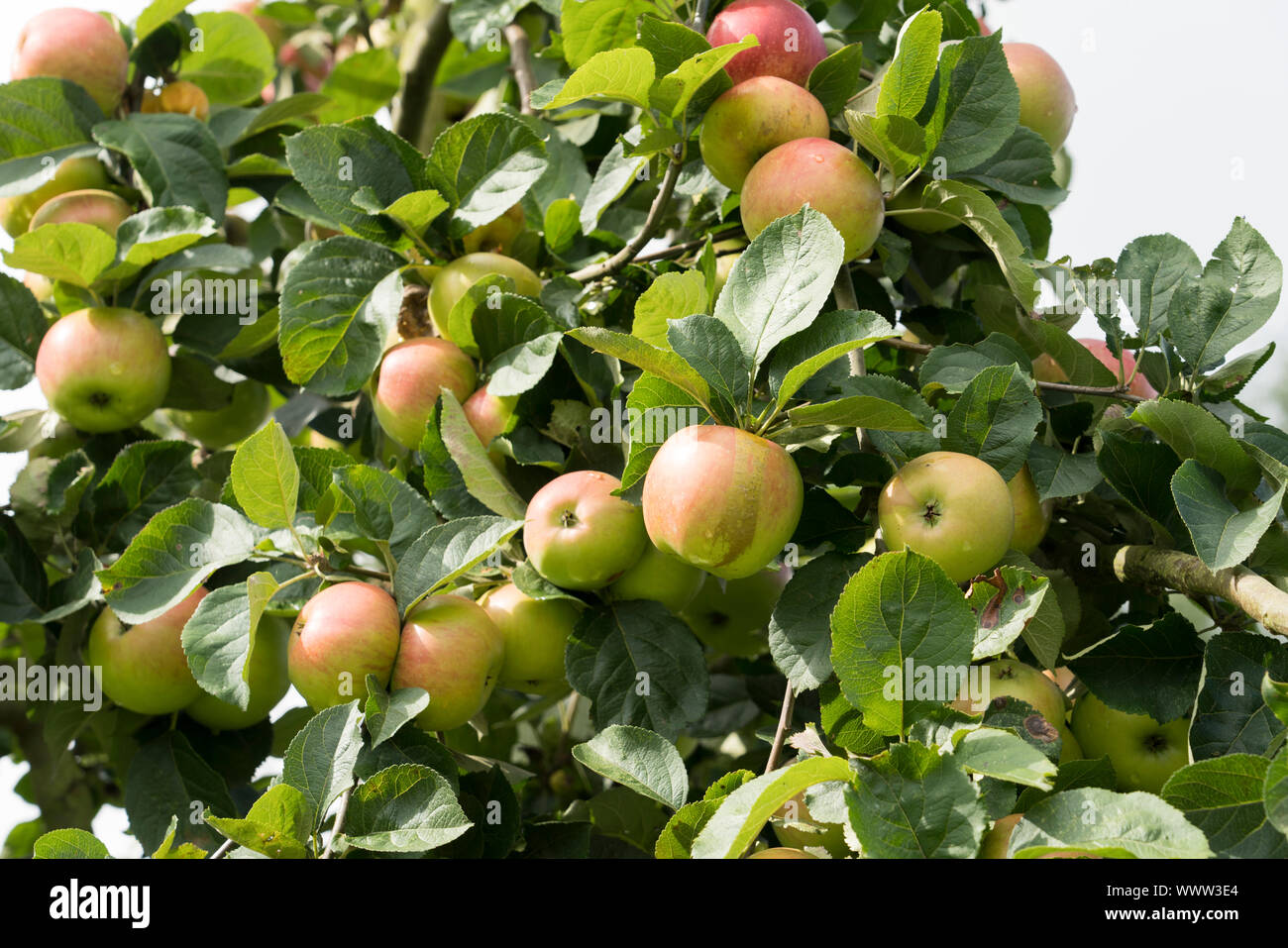 Juwel aus Kirchwerder, apple, old variety, Germany, Europe Stock Photo