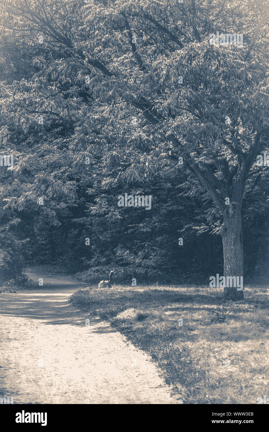 Old vintage photo. Forest park leaves road trees grass sunlight shadow Stock Photo