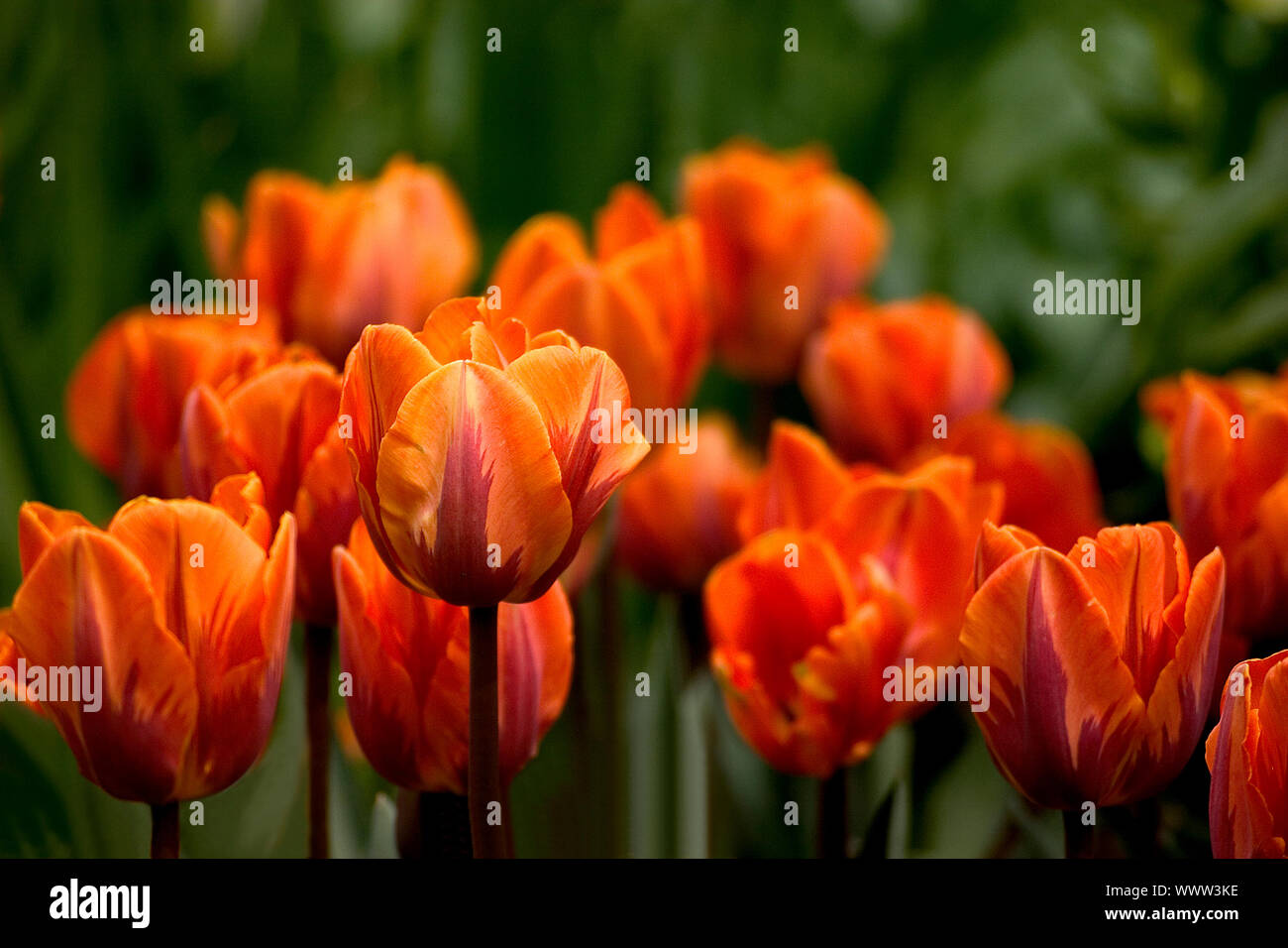 Tulip Stock Photo