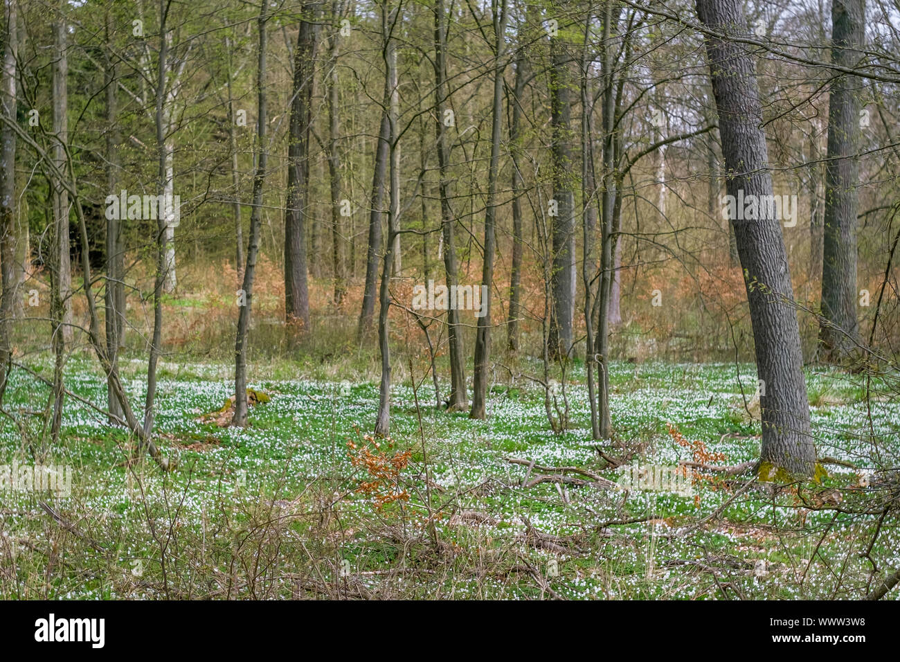Forest in Saxony Anhalt Harz Stock Photo