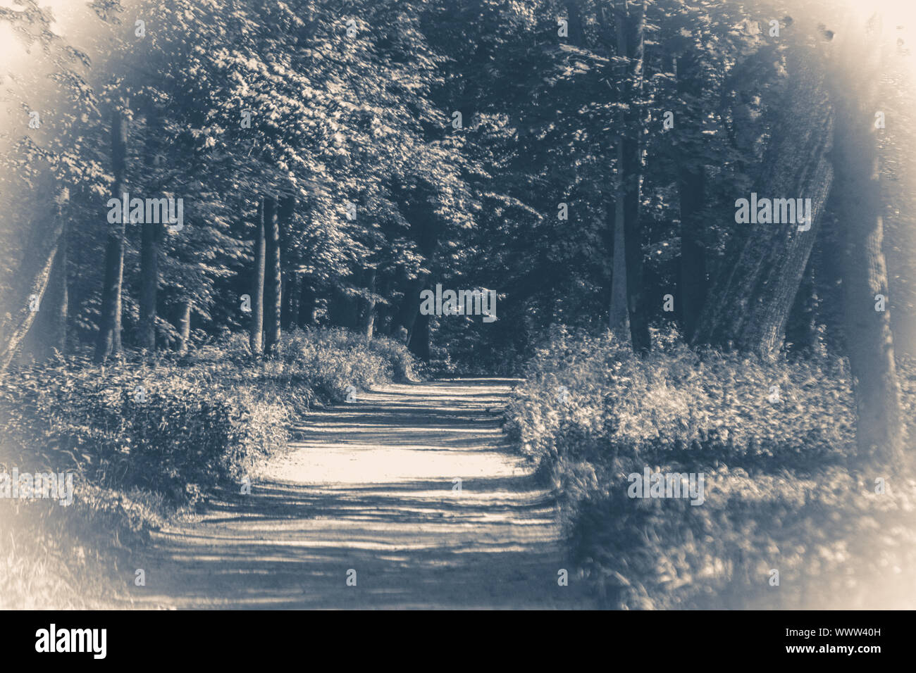 Old vintage photo. Forest park leaves road trees grass sunlight shadow Stock Photo