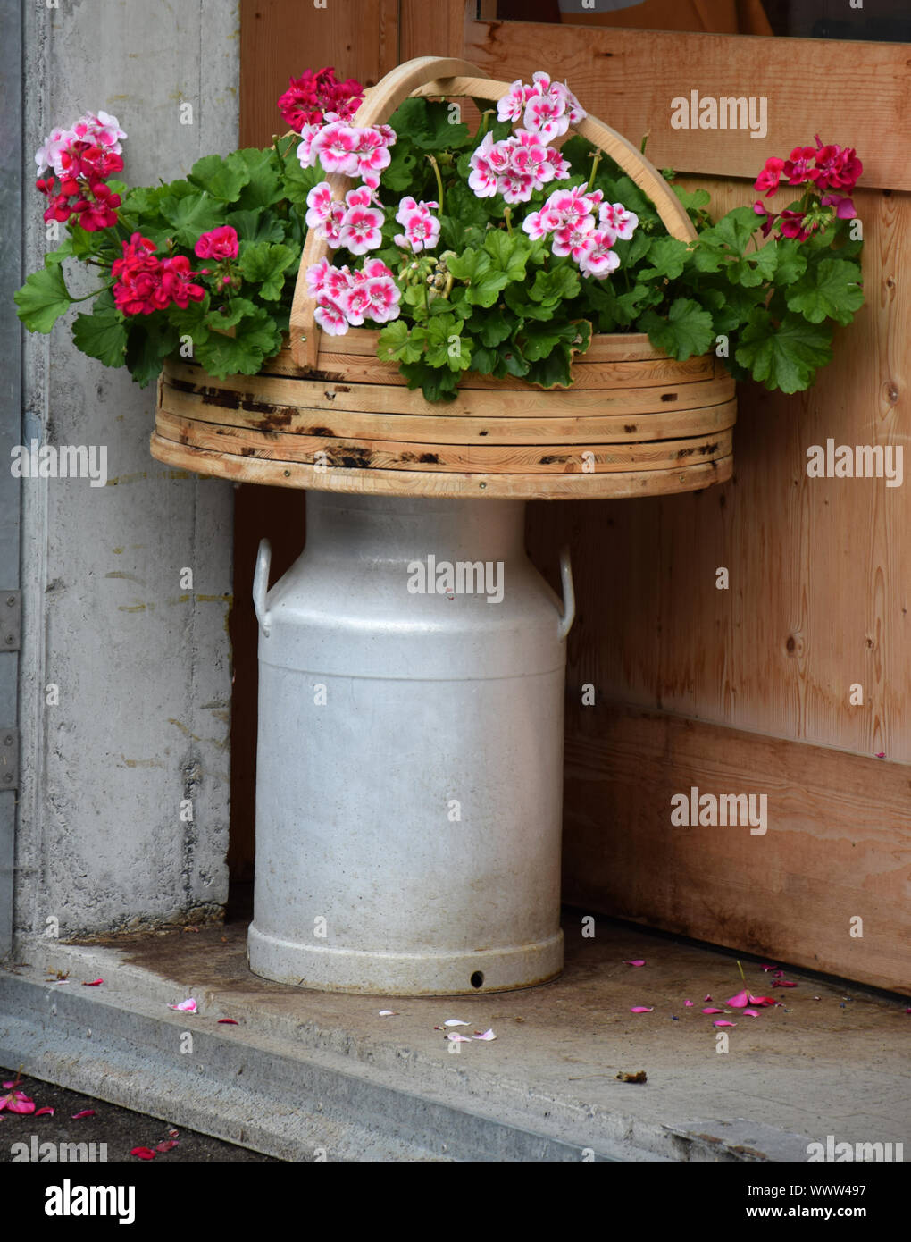 Milk jug with flowers Stock Photo Alamy