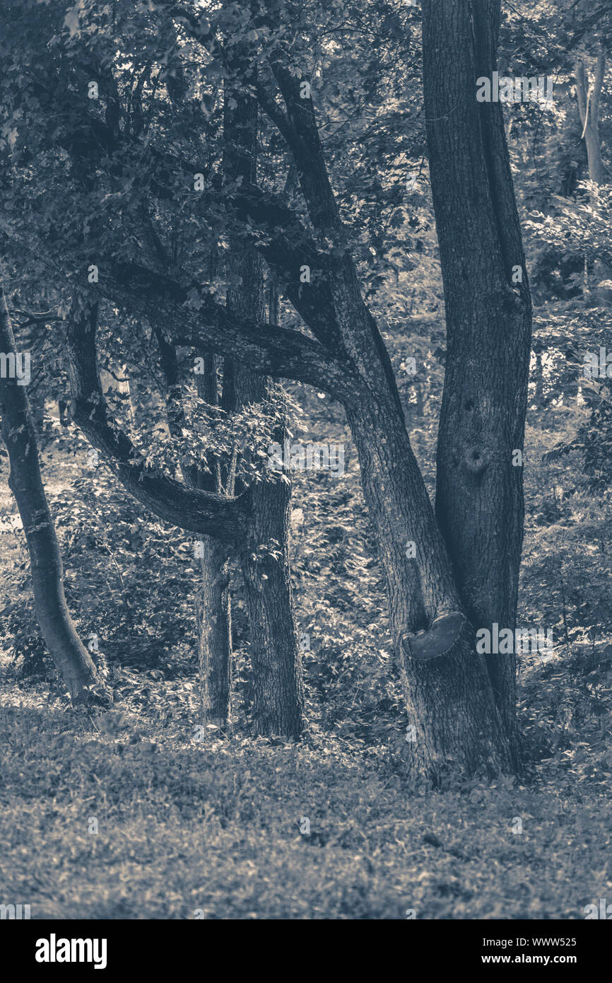 Old vintage photo. Forest park leaves road trees grass sunlight shadow Stock Photo