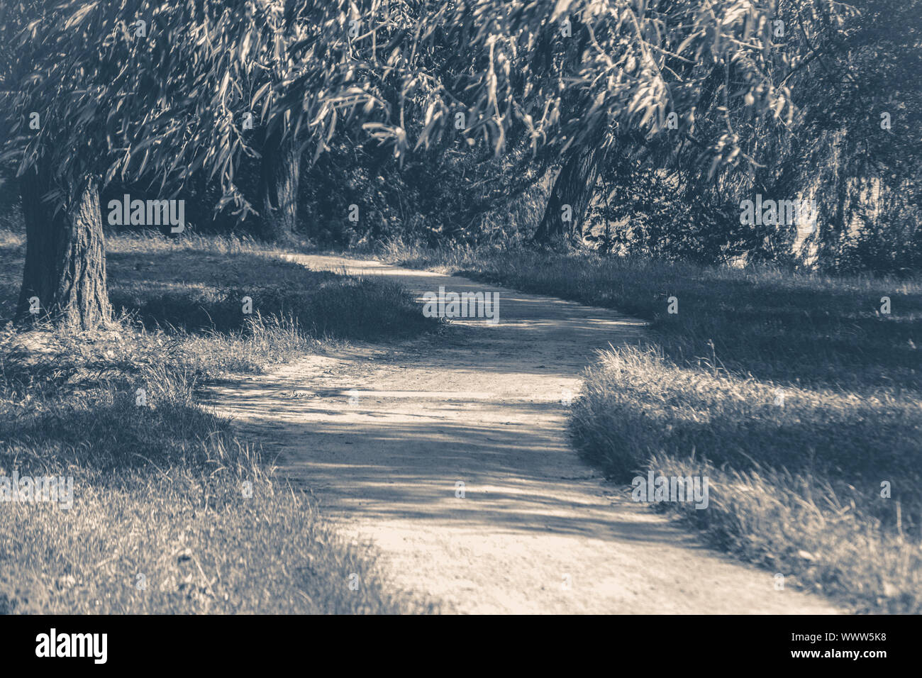 Old vintage photo. Forest park leaves road trees grass sunlight shadow Stock Photo