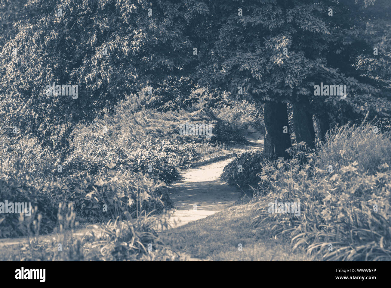 Old vintage photo. Forest park leaves road trees grass sunlight shadow Stock Photo