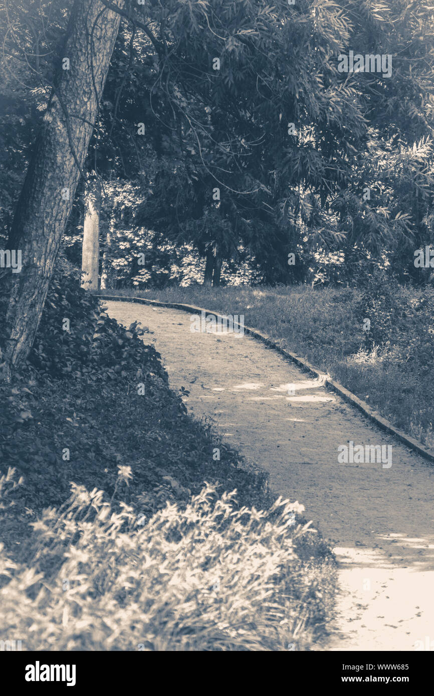 Old vintage photo. Forest park leaves road trees grass sunlight shadow Stock Photo