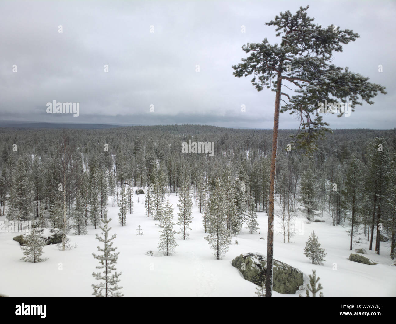 Snow-covered taiga of Lapland. After recent snowfall Stock Photo