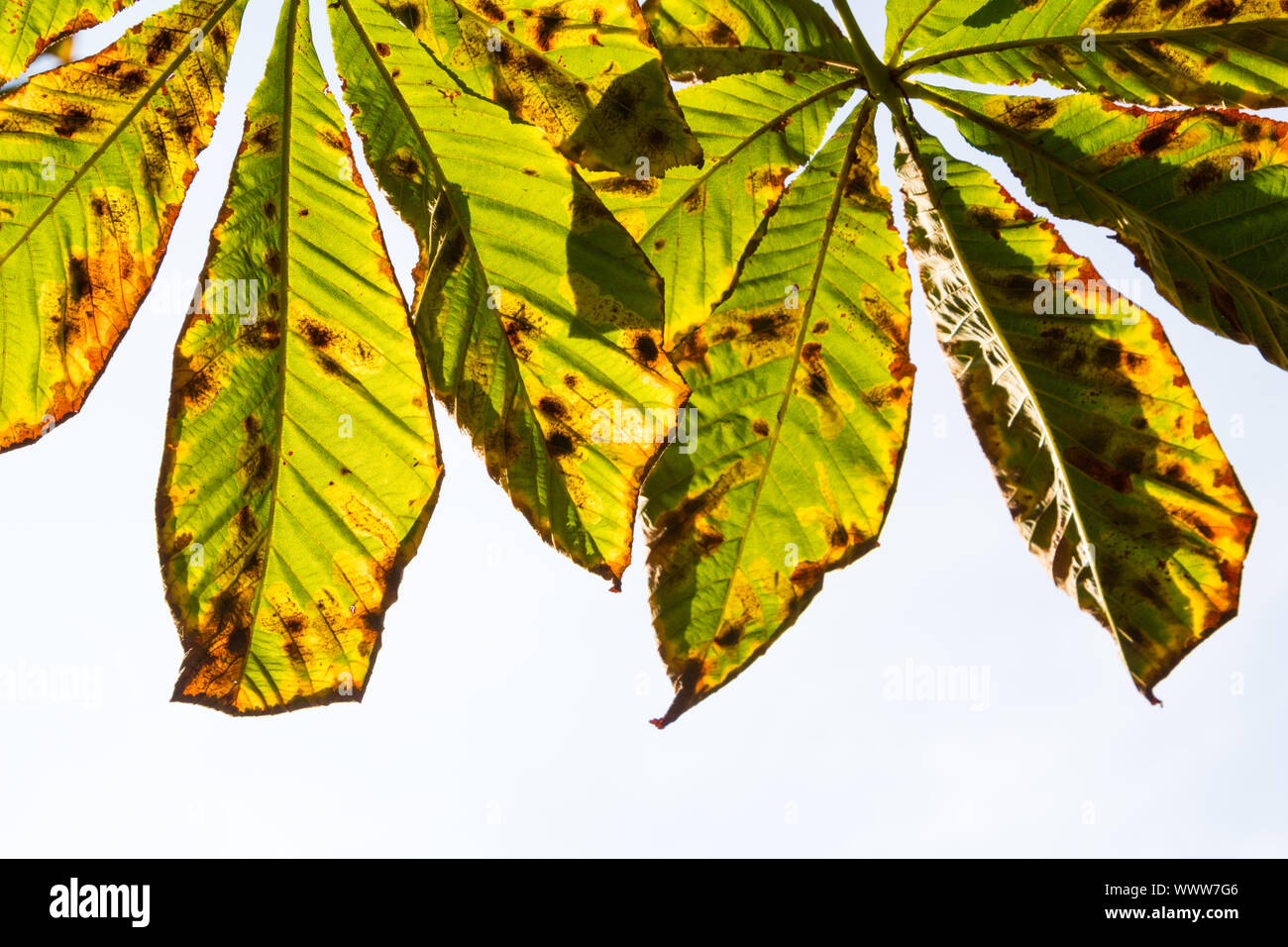 Horse-chestnut (Aesculus Hippocastanum) leaf miner moth (Cameraria ohridella) damage Stock Photo