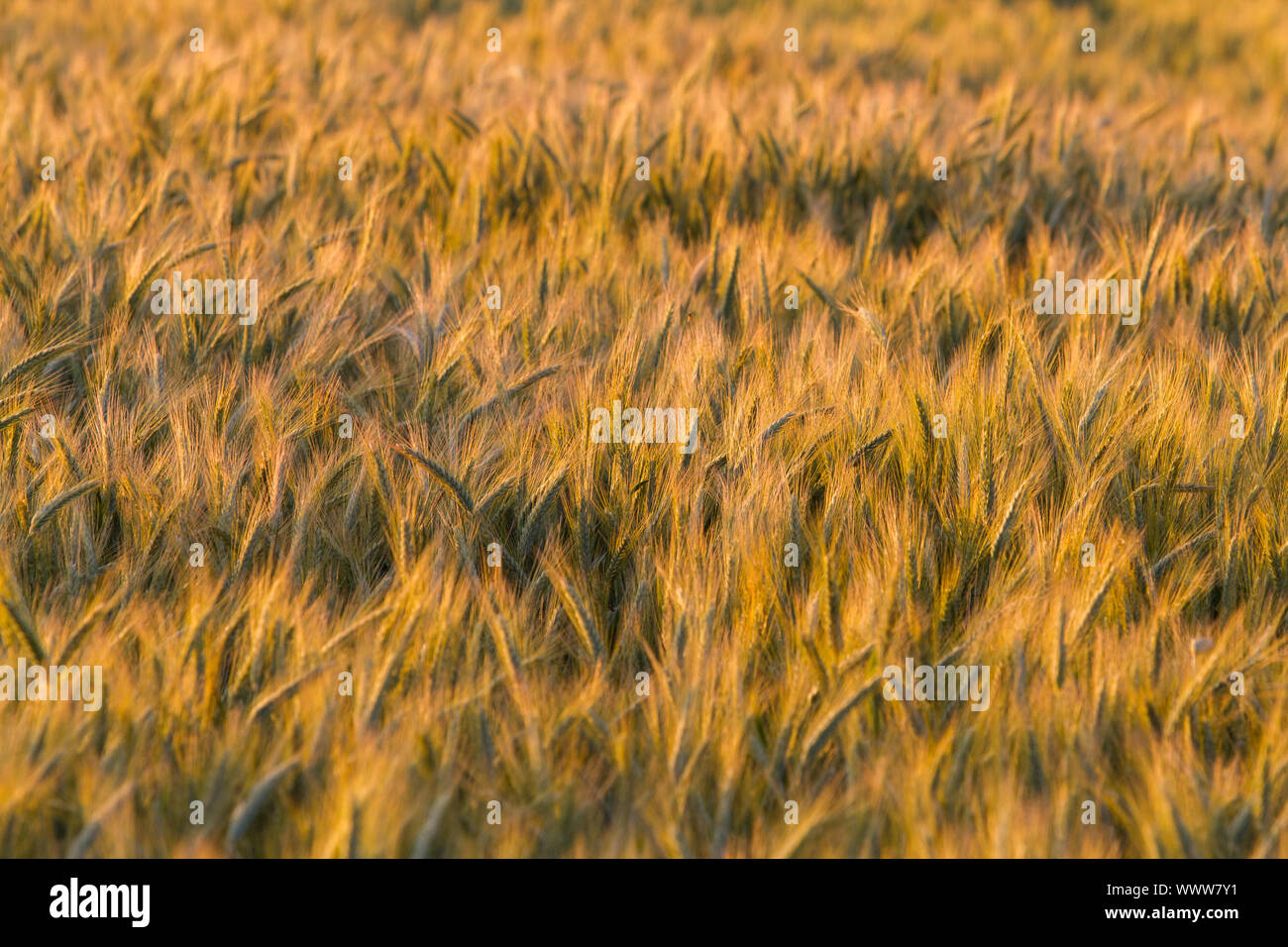 mature cereal field Stock Photo