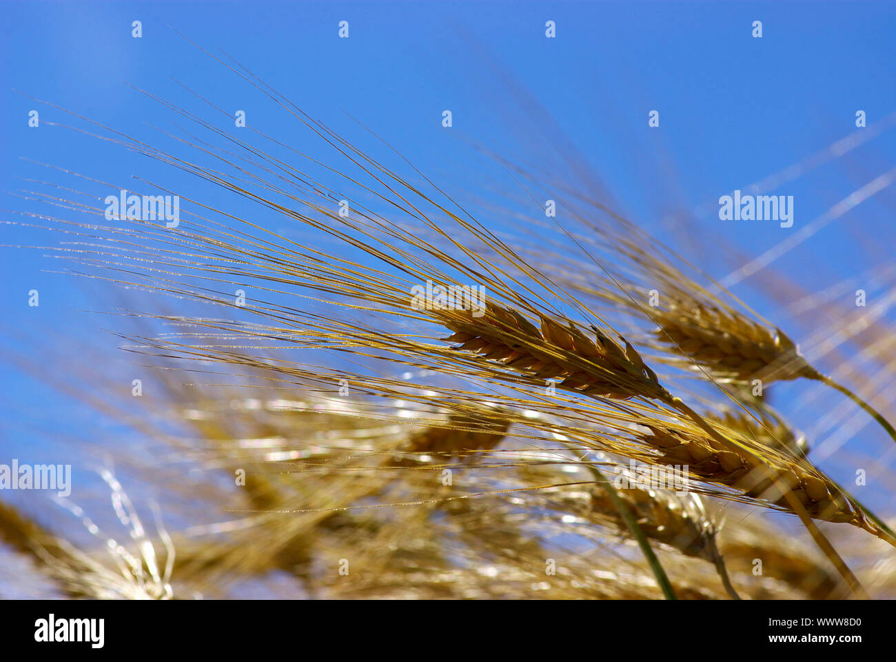Wheat ears against the blue sky Stock Photo - Alamy