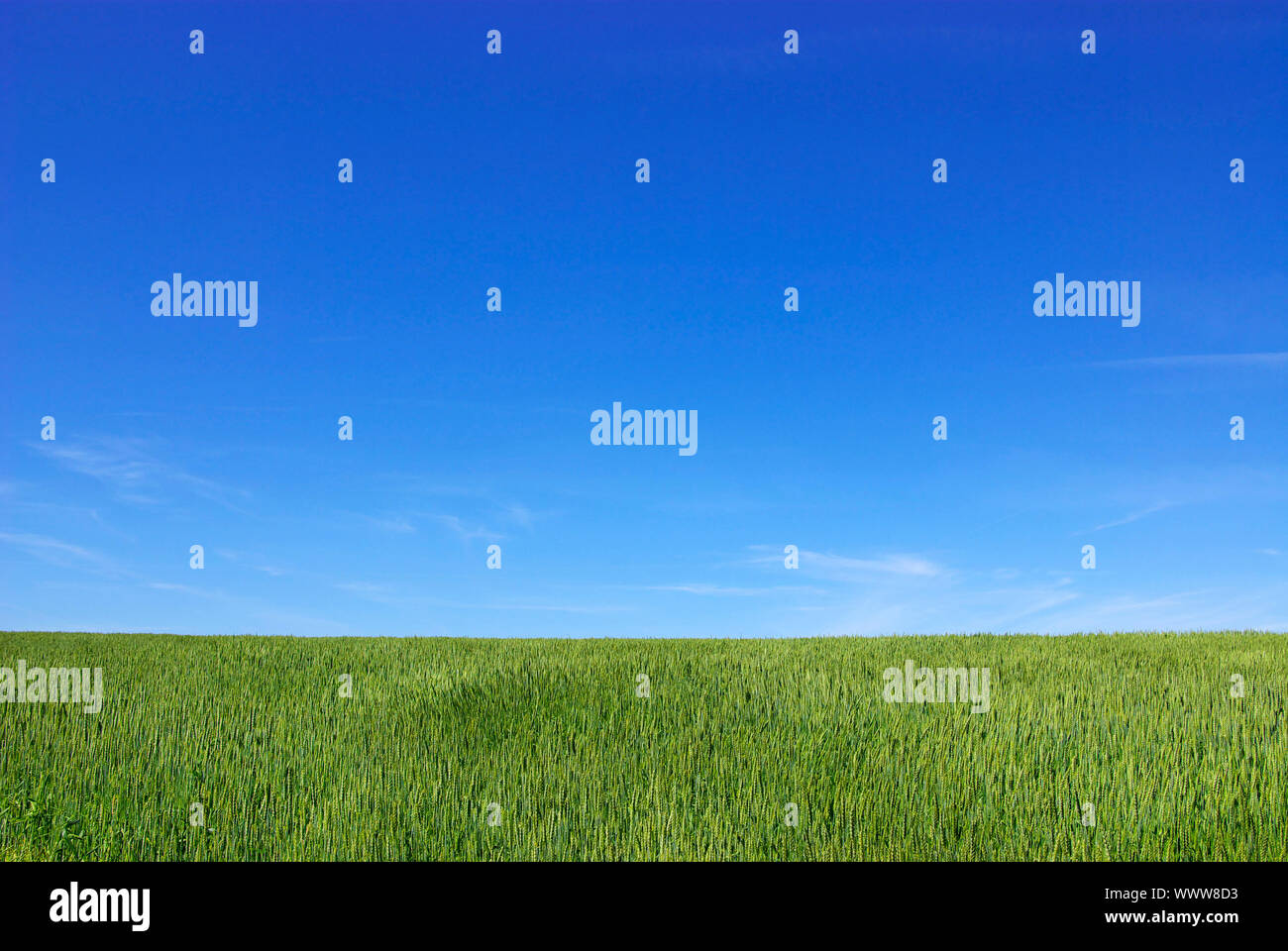 Early summer corn with a blue sky background Stock Photo - Alamy