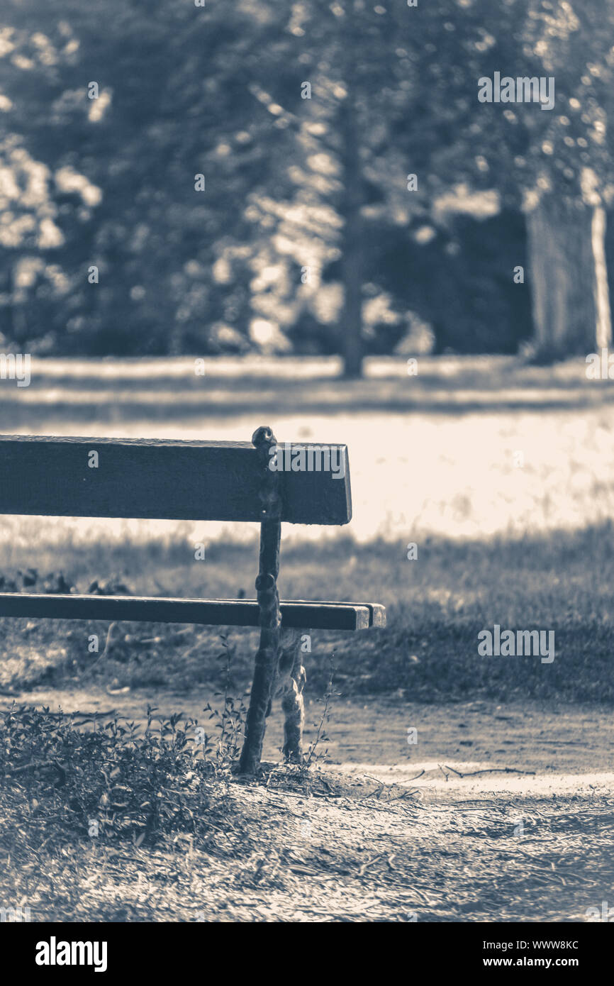 Old vintage photo. Park bench sunny day summer grass copy space Stock Photo