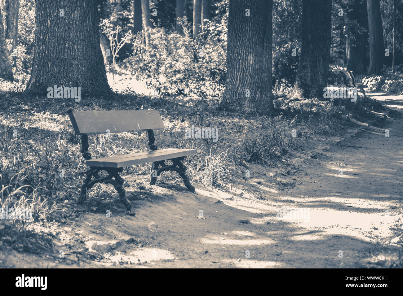 Old vintage photo. Park bench sunny day summer grass copy space Stock Photo