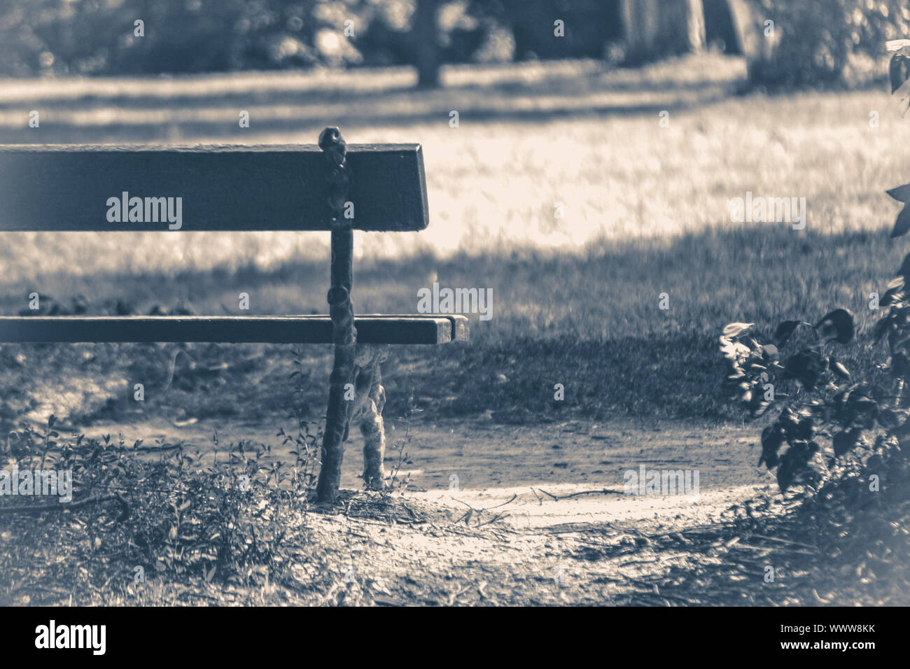 Old vintage photo. Park bench sunny day summer grass copy space Stock Photo