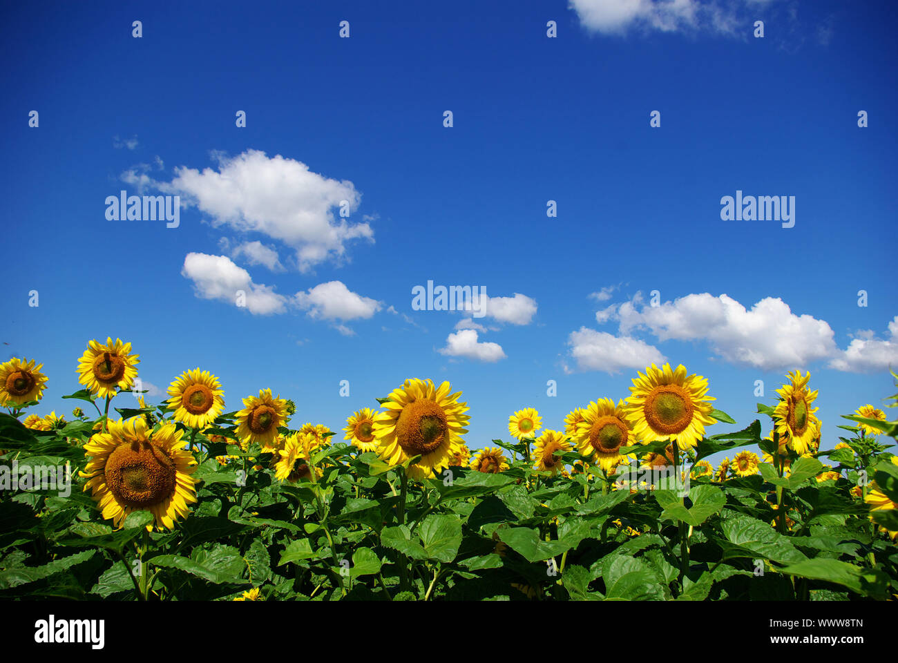 sunflower field over cloudy blue sky Stock Photo - Alamy