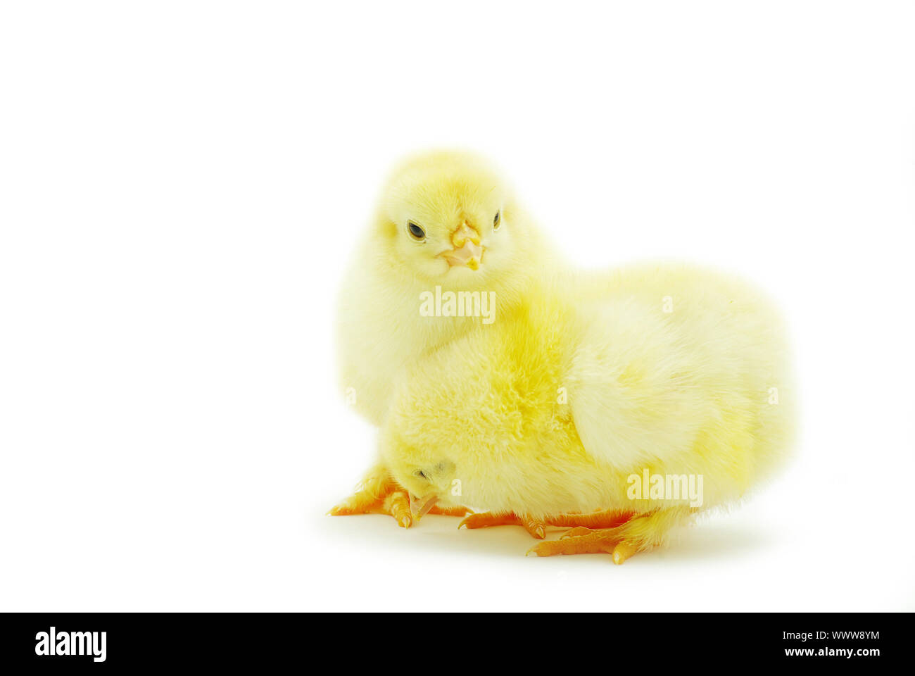 Cute little baby chicken isolated on white background Stock Photo - Alamy