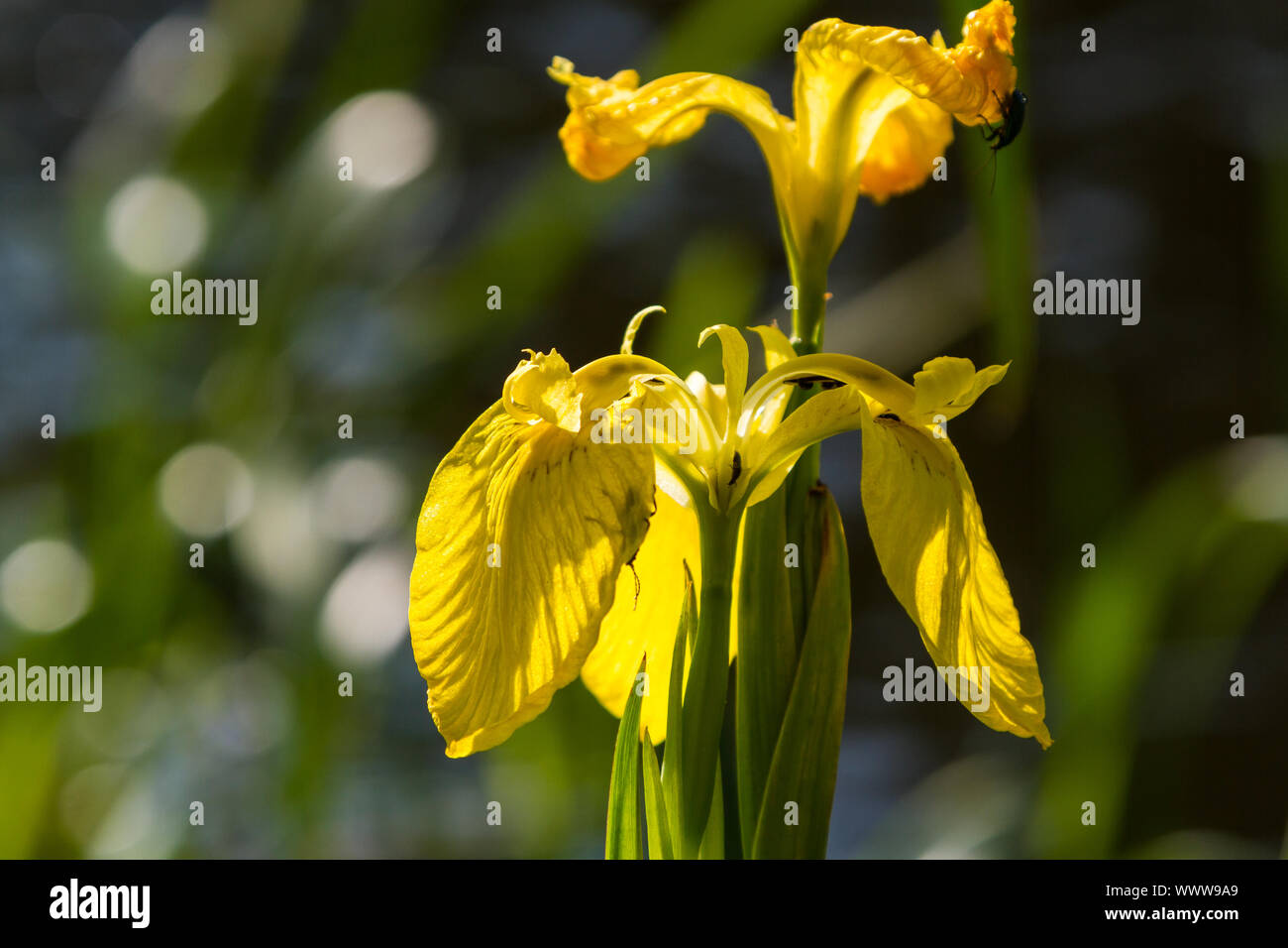 flowering water plant lily Stock Photo