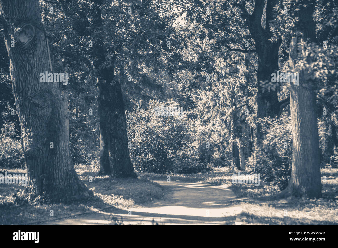 Old vintage photo. Forest park leaves road trees grass sunlight shadow Stock Photo