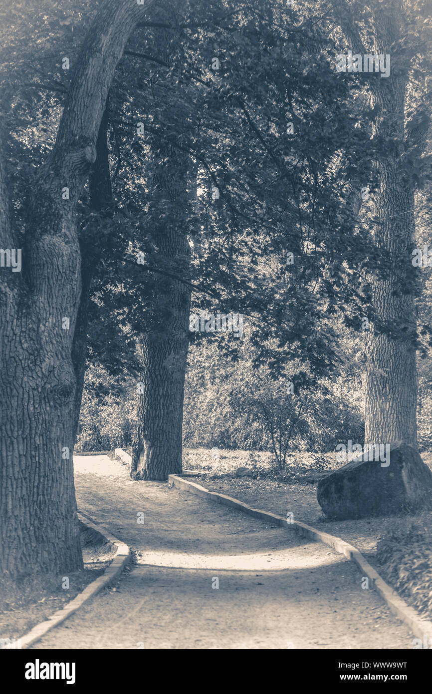 Old vintage photo. Forest park leaves road trees grass sunlight shadow Stock Photo