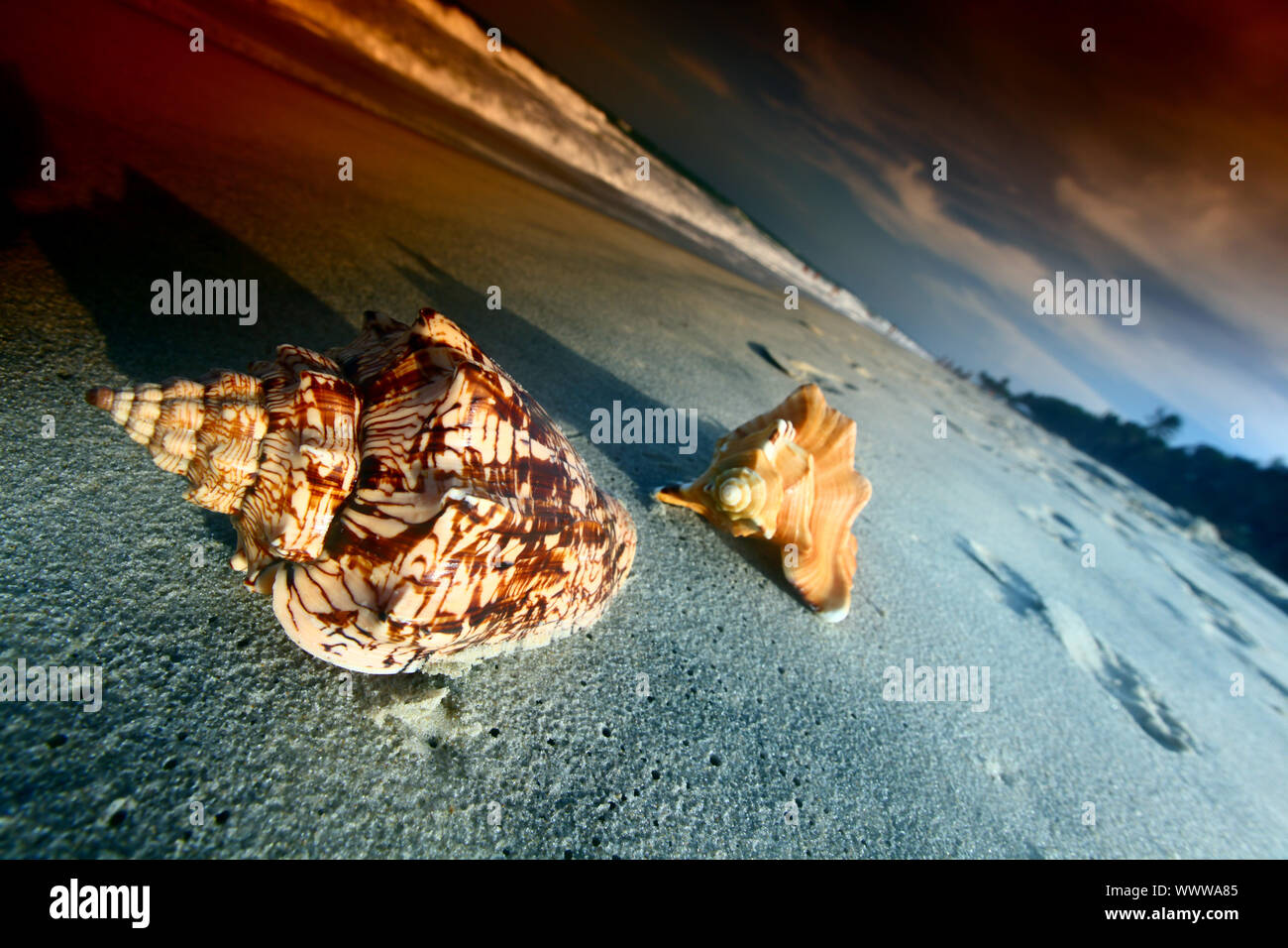 shell on sand under sunset sky Stock Photo - Alamy