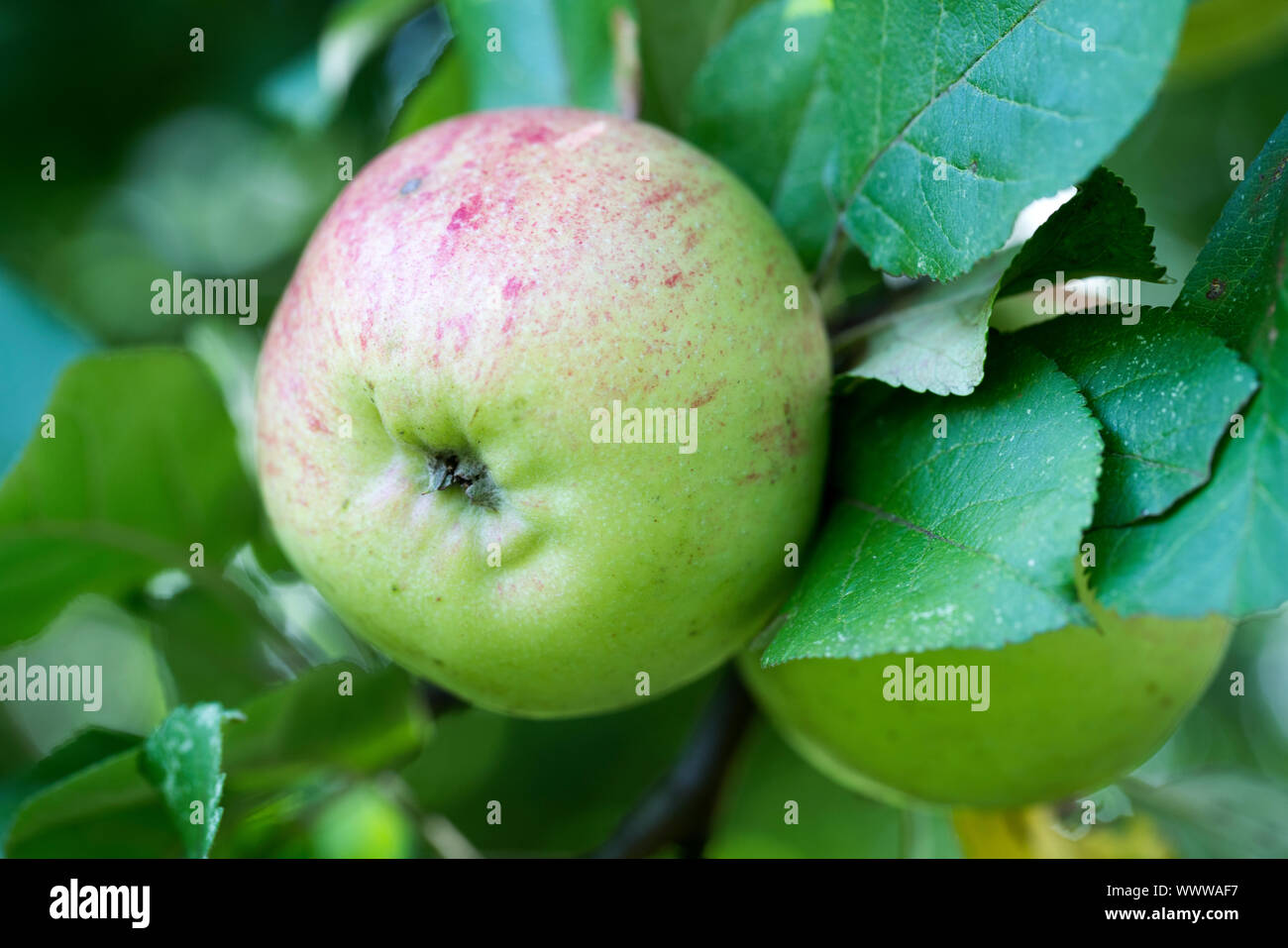 Altländer Pfannkuchenapfel apple, old variety, Germany, Europe; Stock Photo