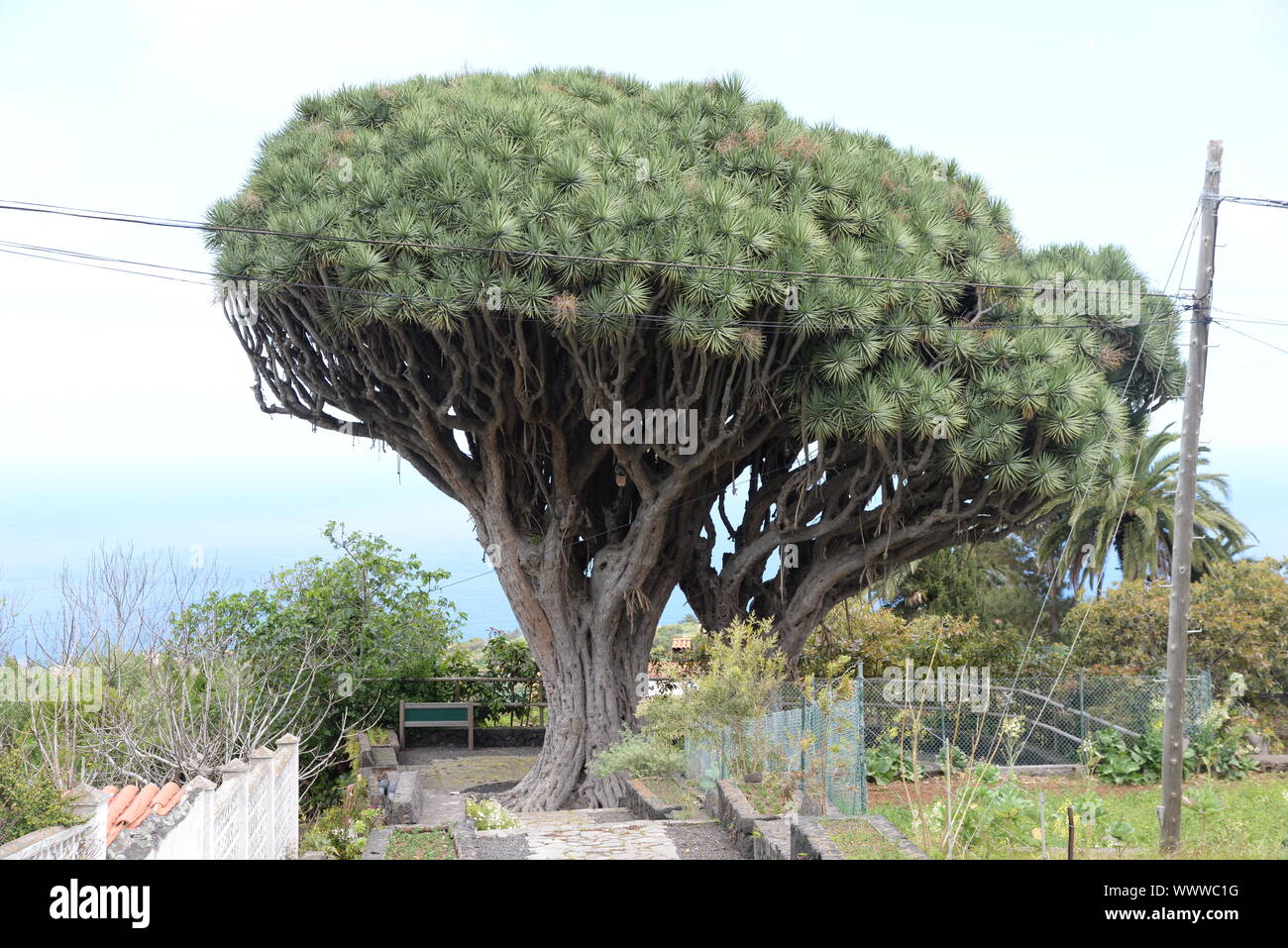 Dragon tree on La Palma Stock Photo