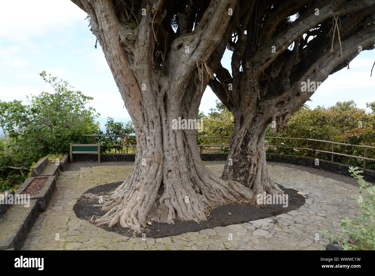 Dragon tree on La Palma Stock Photo