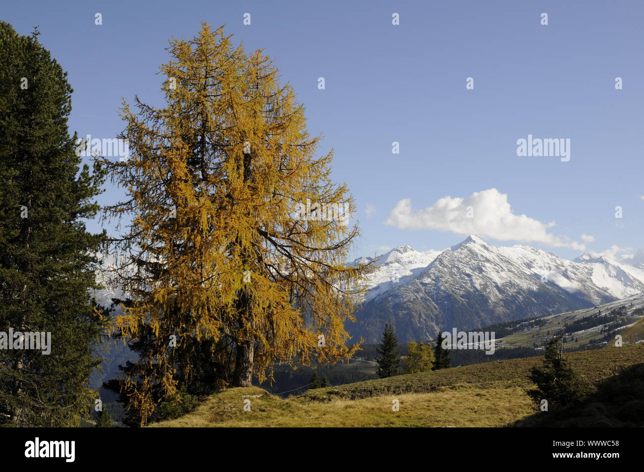 Mountain forest in autumn Stock Photo