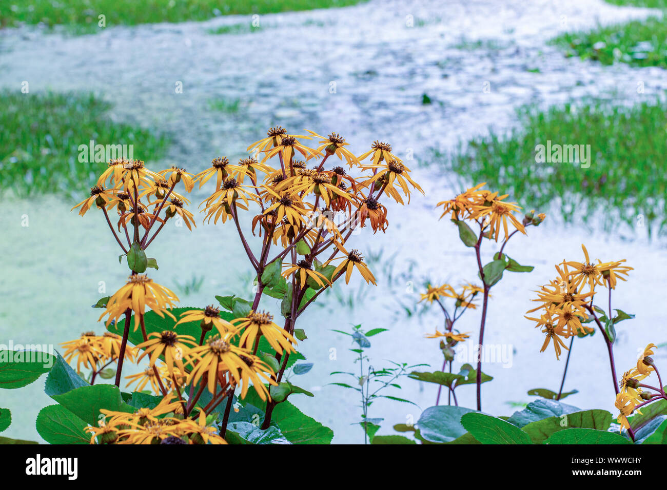 Ligularia dentata Desdemona blossom on the shore, yellow flowers bloom near the water, autumn nature floral horizontal background, beautiful flowers o Stock Photo