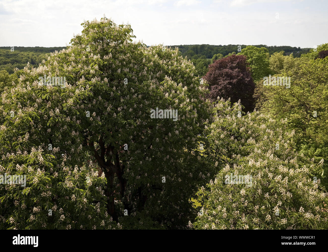 trees at Cappenberg castle grounds, Selm, Ruhr Area, North Rhine-Westphalia, Germany, Europe Stock Photo