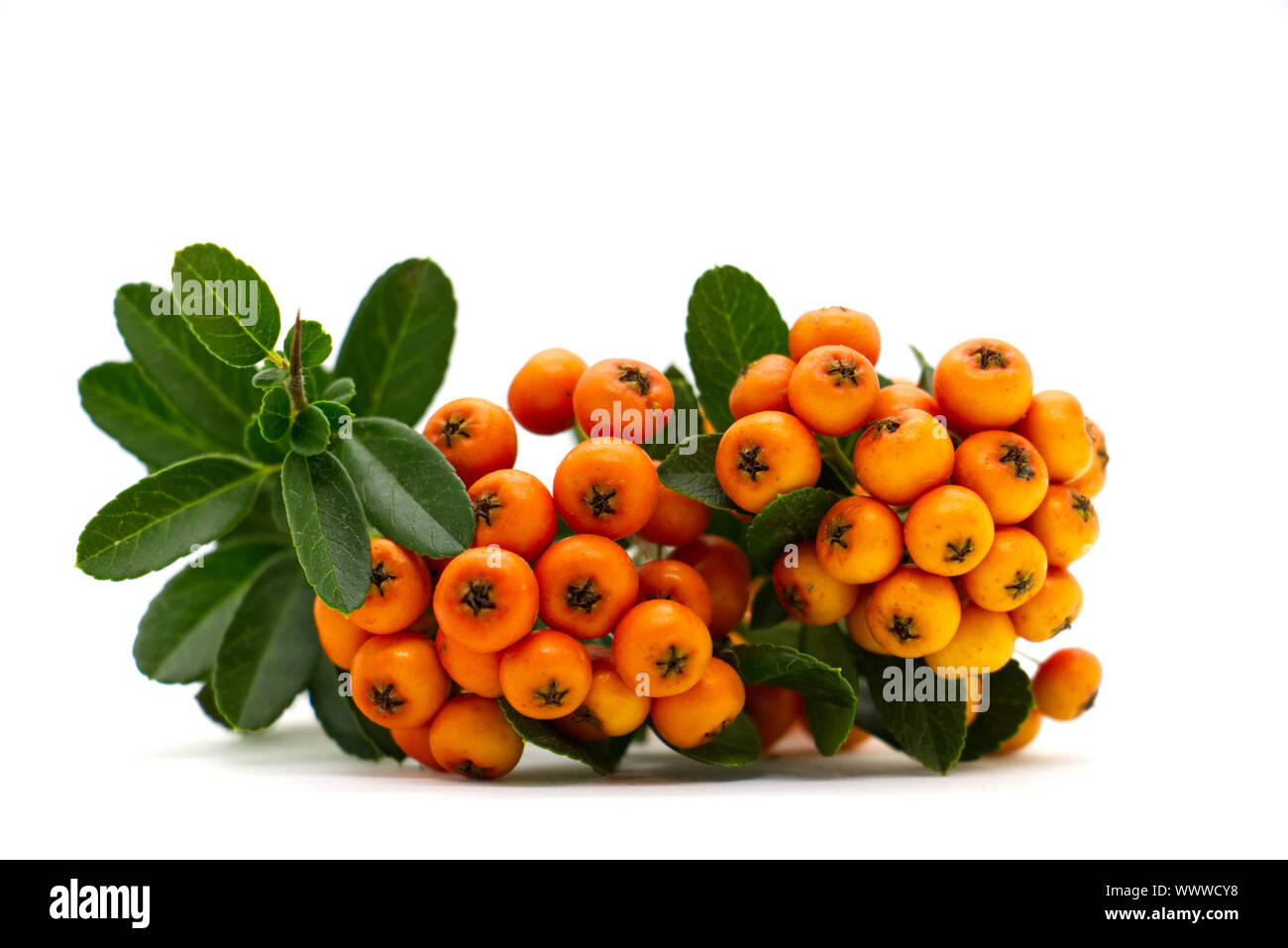 Pyracantha firethorn orange berries with green leaves, isolated on white background Stock Photo