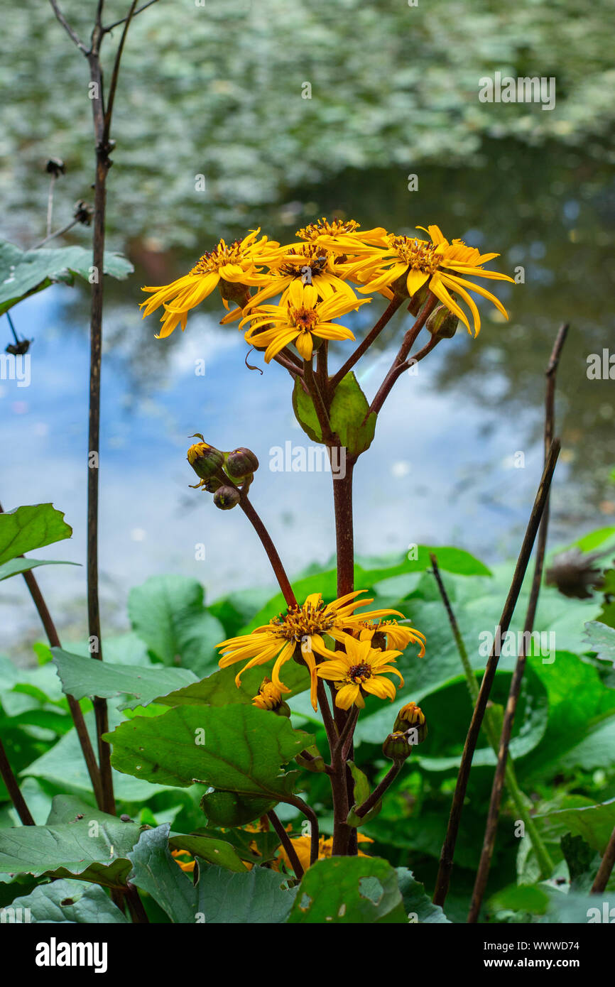 Yellow flower of Ligularia dentata Desdemona by the blossom on the shore of the pond. Water-loving autumn ornamental plant. Stock Photo