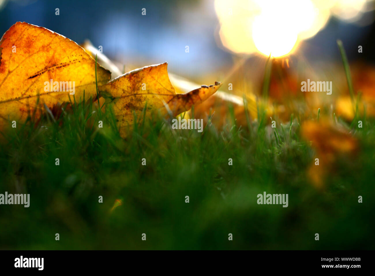golden leaves on last green grass Stock Photo - Alamy