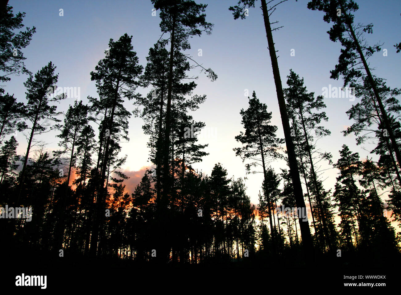 Silhouette of tree on sunset sky Stock Photo - Alamy