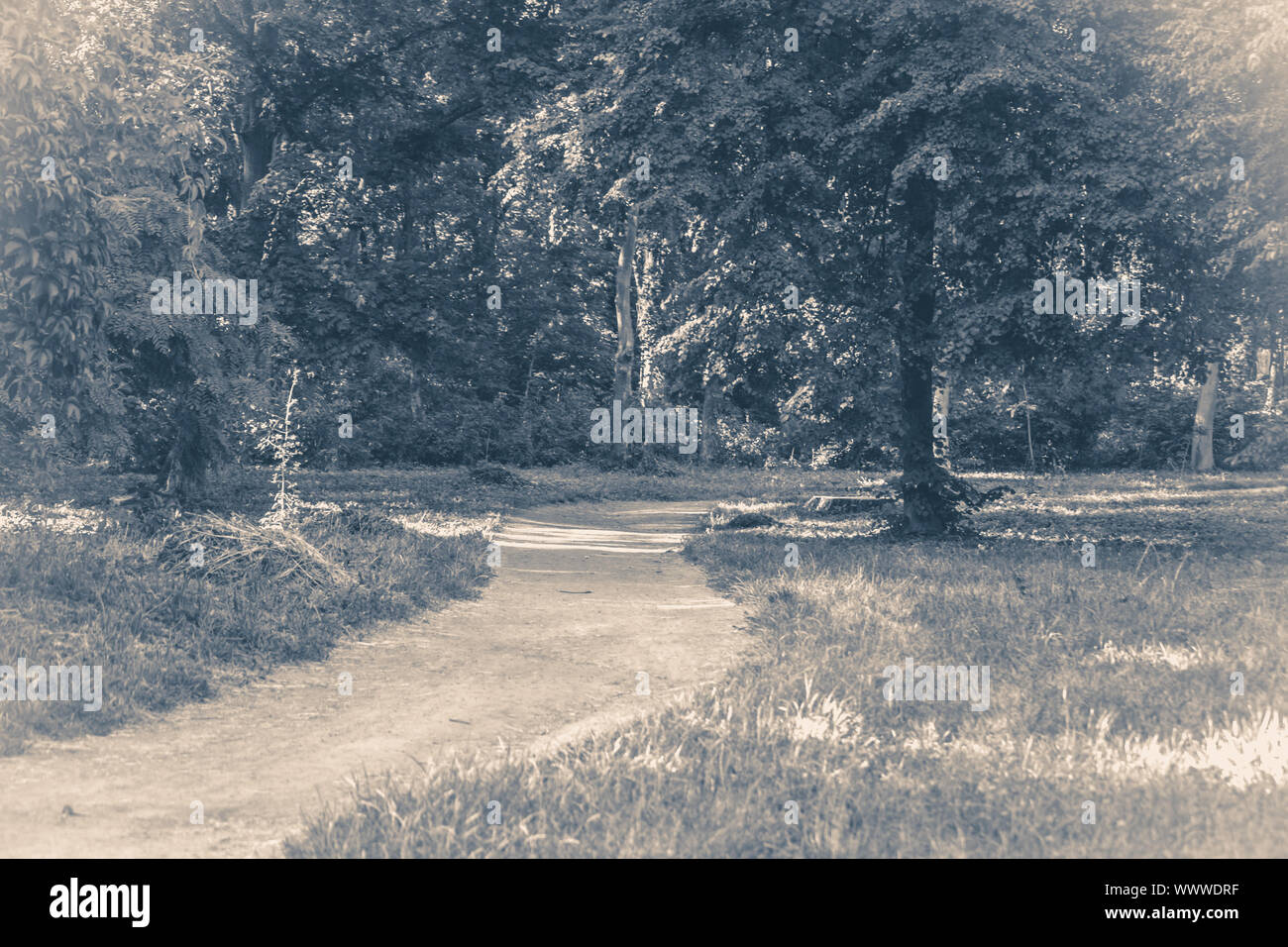 Old vintage photo. Forest park leaves road trees grass sunlight shadow Stock Photo