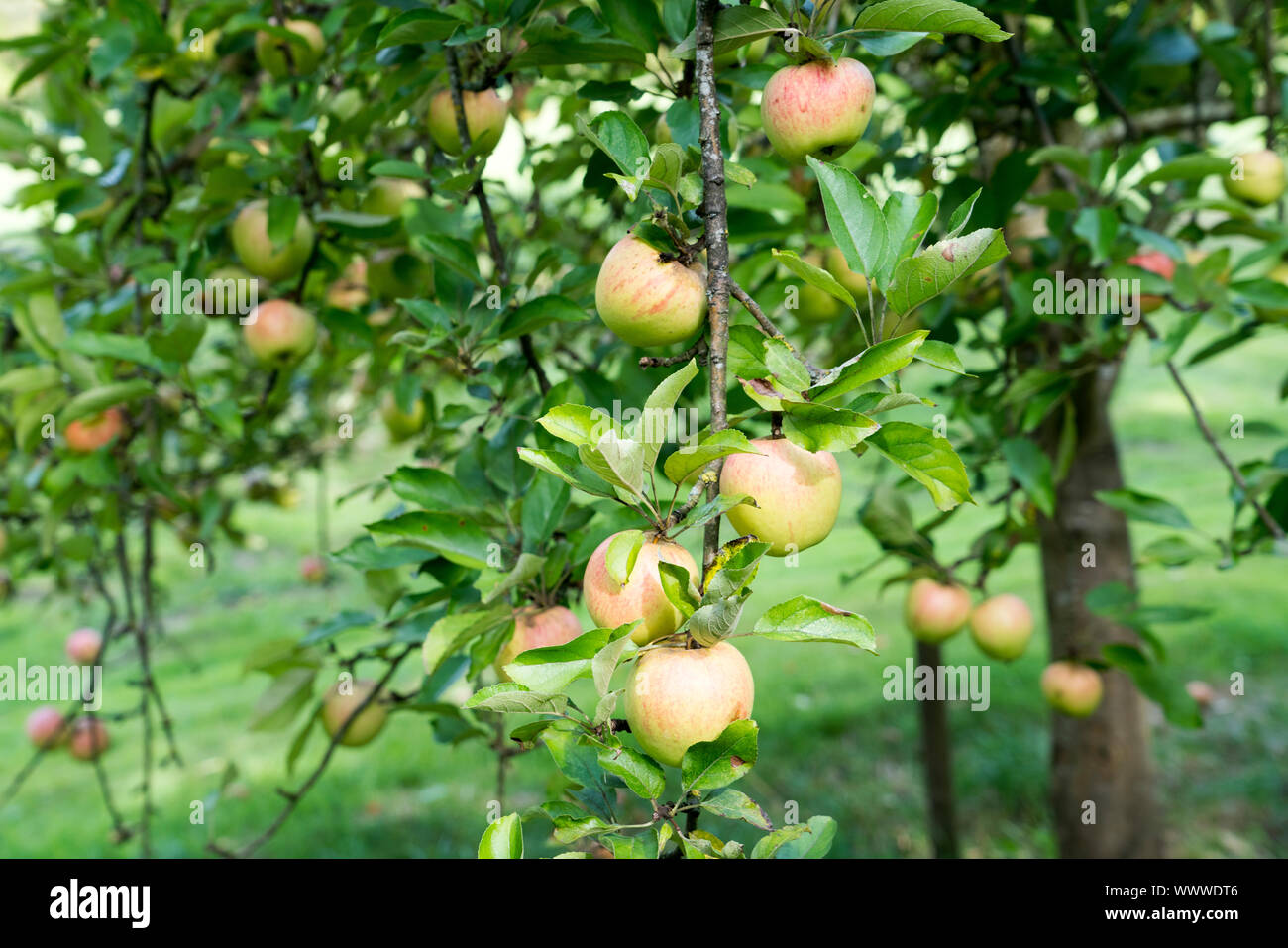 Finkenwerder Herbstprinz, apple, old variety, Germany, Europe; Stock Photo