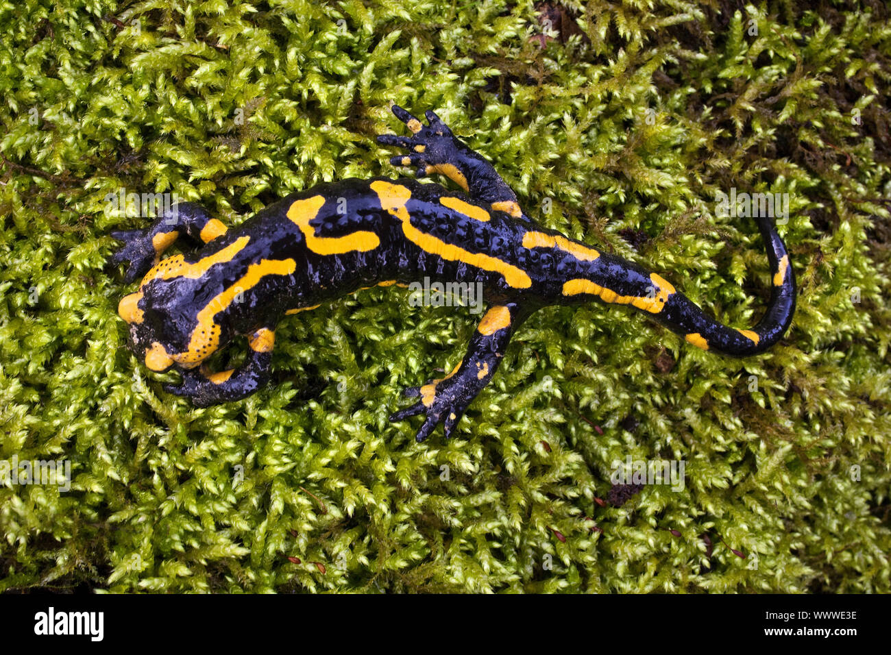 European fire salamander (Salamandra salamandra), top view, sitting on moos, Witten, Germany Stock Photo