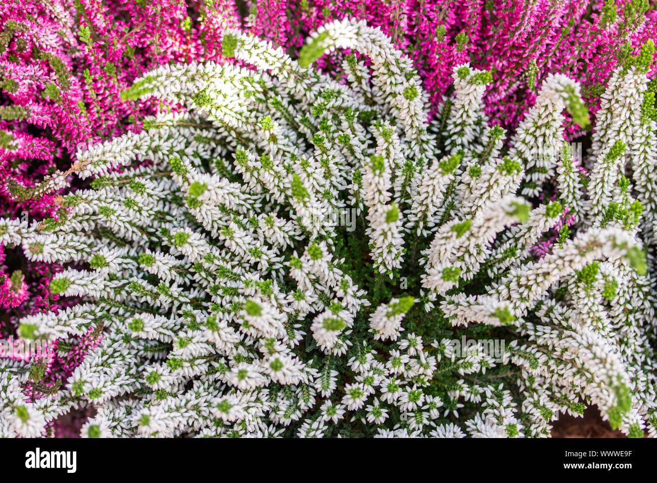 Blooming Heather vulgaris beautiful bush with thin twig strewn with flowers red pink white, background wallpaper top view. Blossom Heather Calluna, au Stock Photo