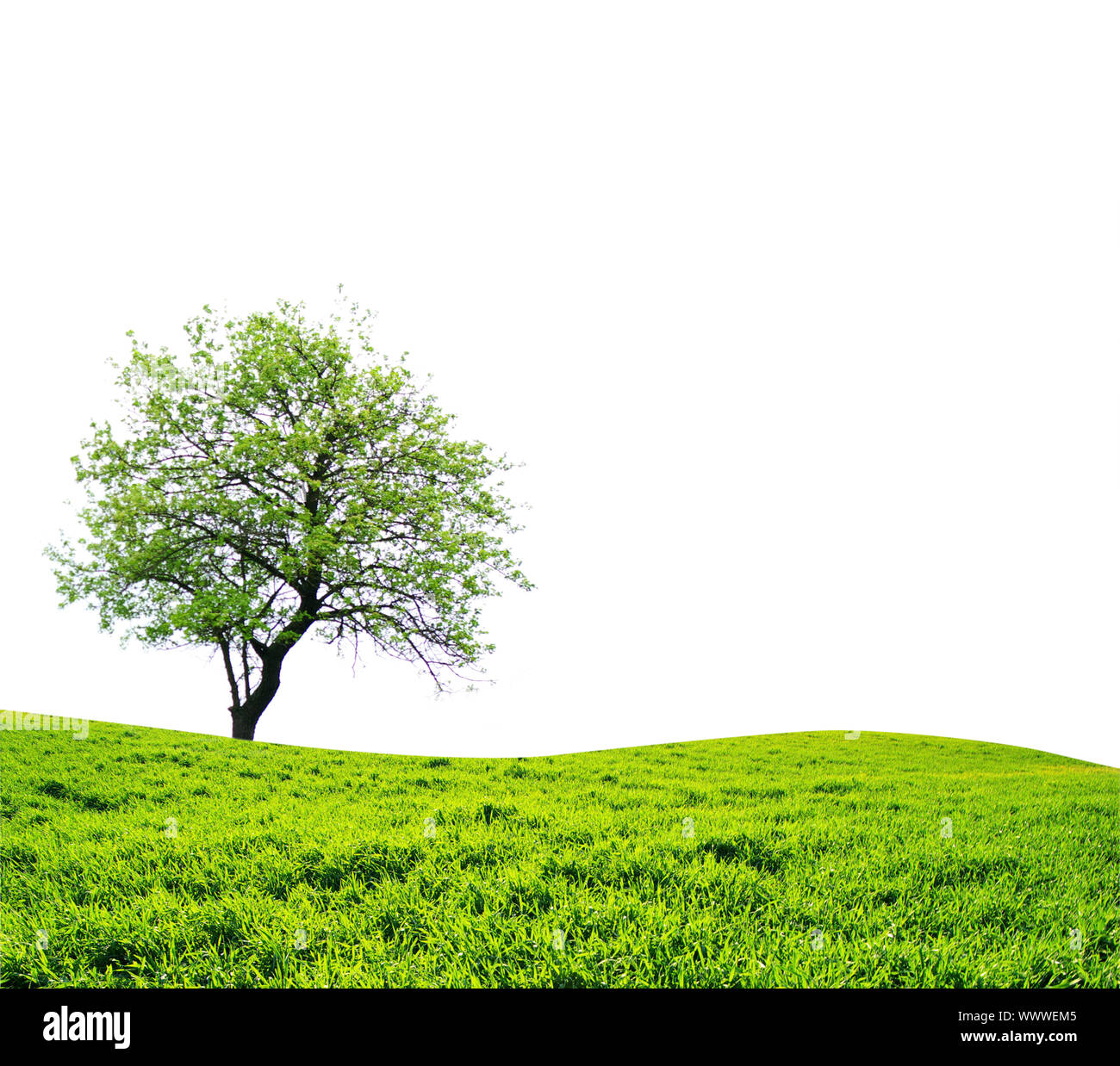 tree with green leaves isolated on white background Stock Photo - Alamy