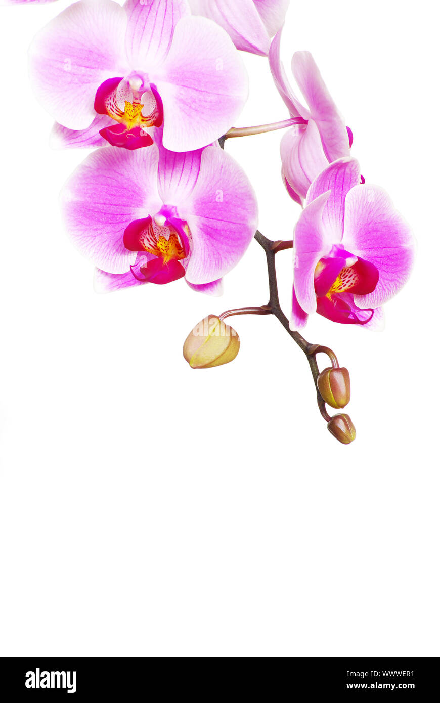 Pink orchid isolated on a white background Stock Photo - Alamy
