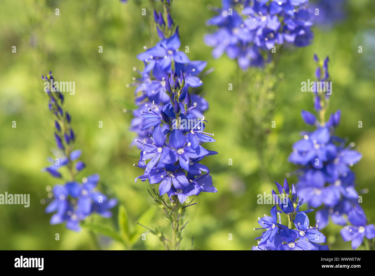 Honorary prize veronica officinalis Medicinal plant Stock Photo