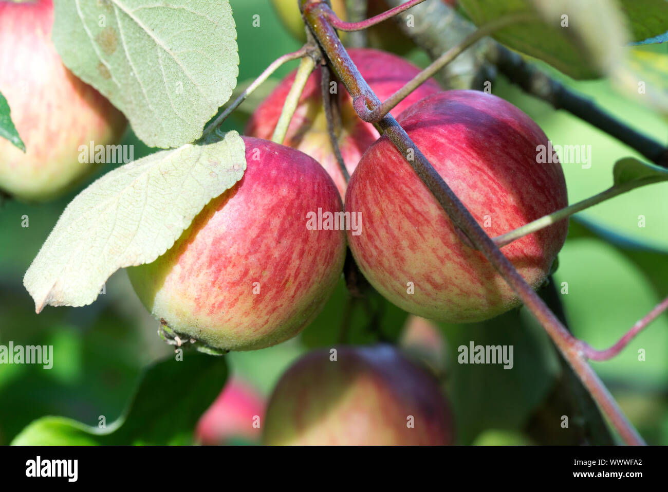 Schöner von Herrnhut, apple, old variety, Germany, Europe; Stock Photo