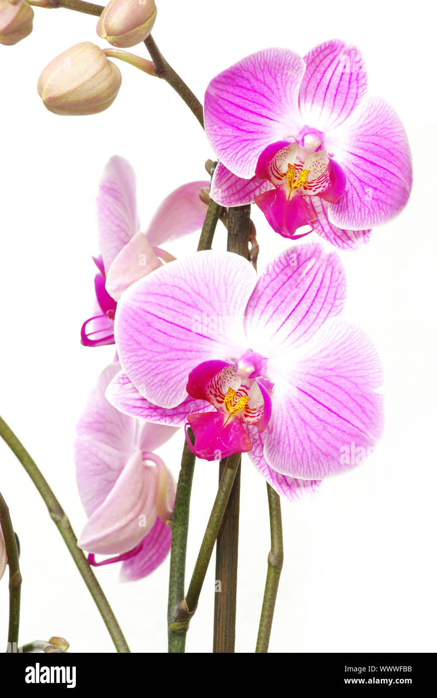 Pink orchid isolated on a white background Stock Photo - Alamy