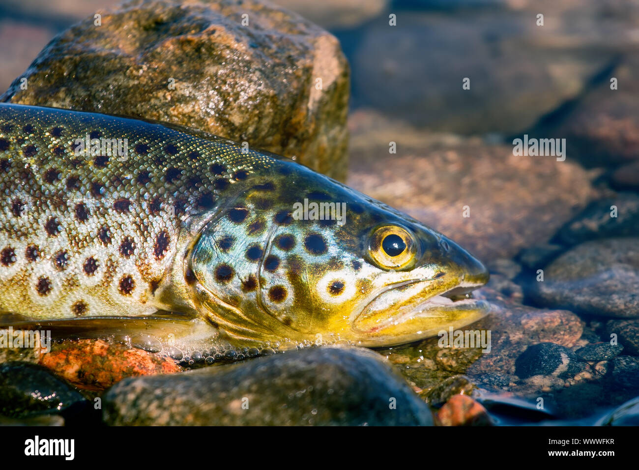 Caught by spinning brown trout (Salmo trutta fario Stock Photo Alamy